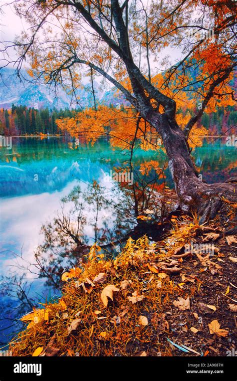 Autumn Scenery At Lake Fusine Lago Di Fusine Mountain Lake In North