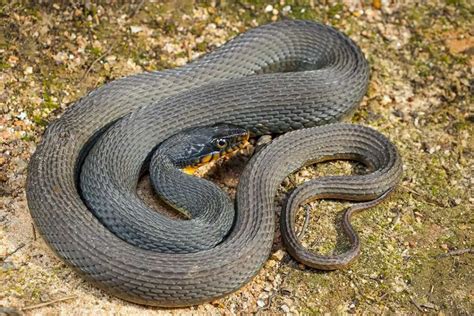 Plain Bellied Water Snake Nerodia Erythrogaster