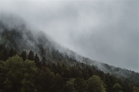 Fog Haze Forest · Free Photo On Pixabay