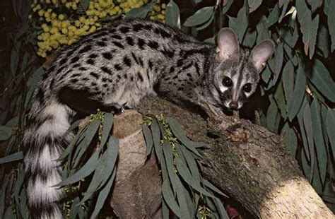 Small Spotted Genet Mammal