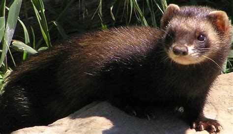 Amazing Facts About Polecats Onekindplanet Animal Education And Facts