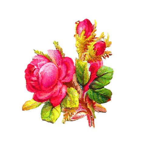 Antique Images Pink Rose Digital Download Leaves And Buds Vintage