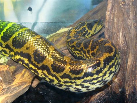 The Online Zoo Yellow Anaconda