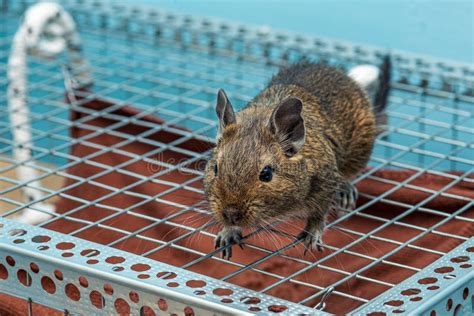 Hystricomorpha Stock Photo Image Of Rodent Suborder 57411190
