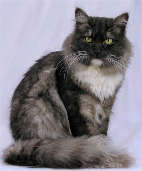 He might be himalayan or maybe part maine coon as he is a big guy and. Pin on A Different Kind of Smoke...