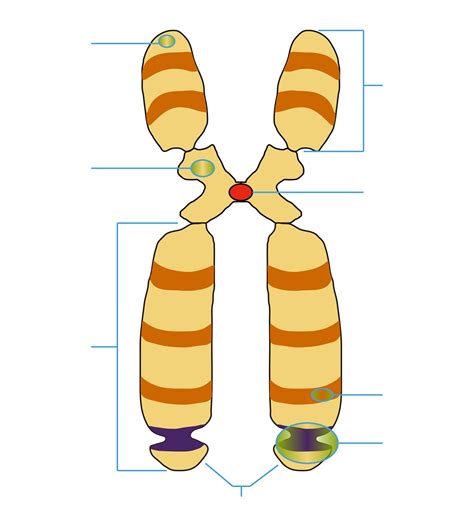 Juegos De Ciencias Juego De Cromosoma Identifica Sus Partes Cerebriti