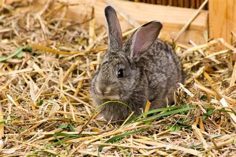 The 8 Best Rabbit Bedding To Buy In 2022 Petmag