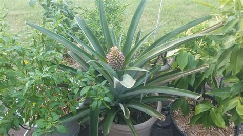 Container Pineapple With Fruit Grew From Crown Youtube