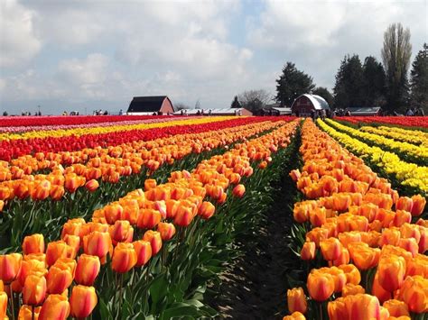 The skagit valley tulip festival in mt vernon is a beautiful place to visit in the spring. Skagit Valley Tulip Festival | Global Adventuress