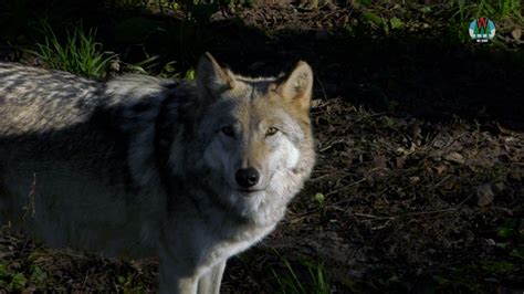 Wisconsin Dnr To Manage States Wolf Population