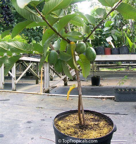 Discovering The Amazing Guava Fruit Tree