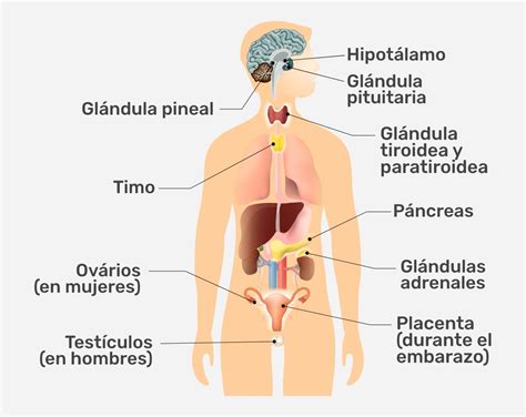 Sistema endocrino qué es funciones y glándulas Tua Saúde