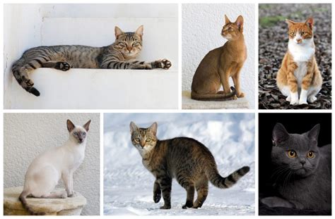 The Balinese Lands In The Elegant Cat Class Whatafy We