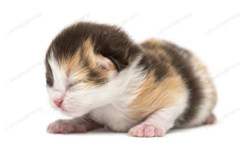 Learn vocabulary, terms and more with flashcards, games and other study tools. Pictures Of Baby Kittens Just Born - Kitten