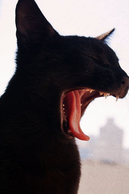 Black Cats Cats Catsbreeds Cat Yawning Cats Animals