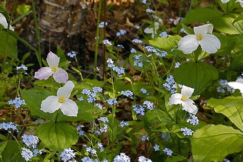 Trillium And Forget Me Nots Photograph By Jon Reddin Photography Pixels