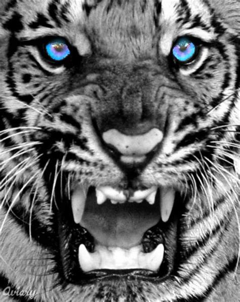 Amazing White Tigers With Blue Eyes New Stylish Wallpaper