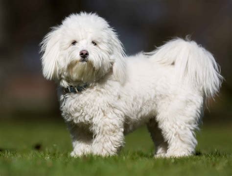Coton De Tulear Dog Breed A Full Guide Breed Expert