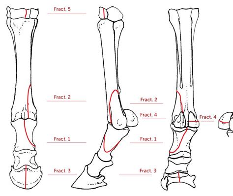 Proximal Sesamoid Bone Horse Anatomy