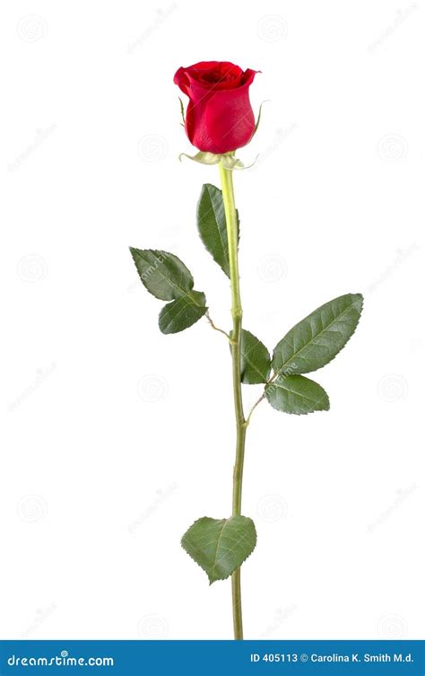 Long Stem Rose Stock Image Image Of Date Alone Petals 405113