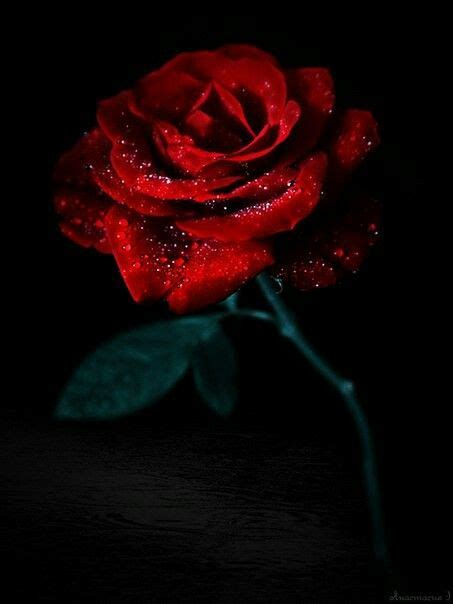 Pin By Mr Rj On Ƹ̴flowers̴ Red Roses Wallpaper Beautiful Rose