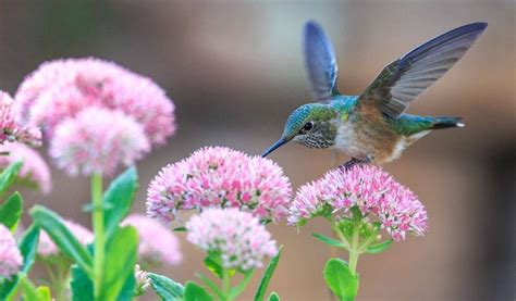 Pollination By Birds Can Be Beneficial As Per Study