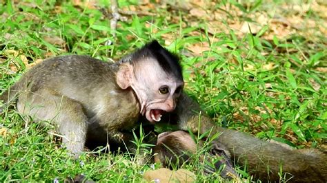 Omg Baby Monkey Beating St1283 Mono Monkey Youtube