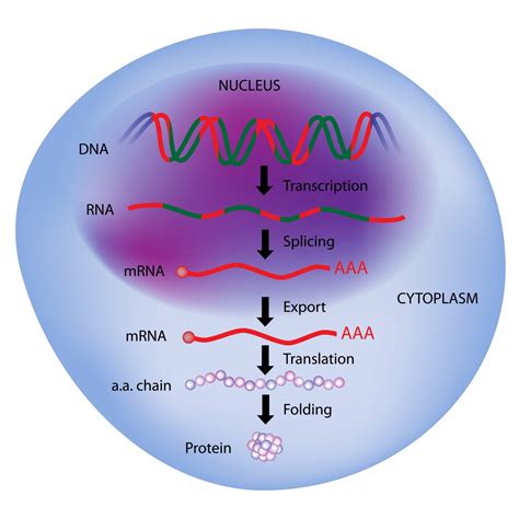 Correcting Splicing Error Restores Smn In Sma Patient Cells