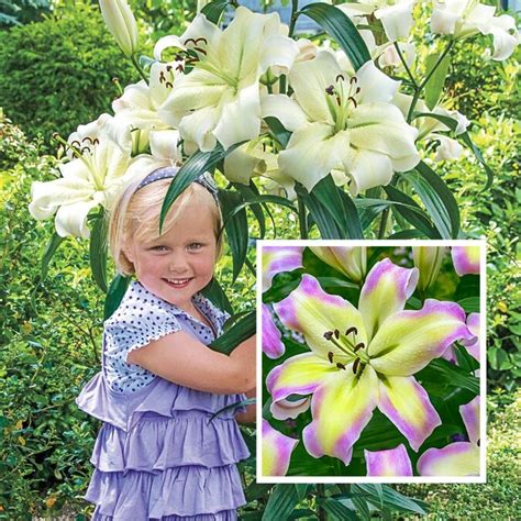 breck s 5 pack giant hybrid lily pretty woman bulbs 5 pack bulbs in the plant bulbs department