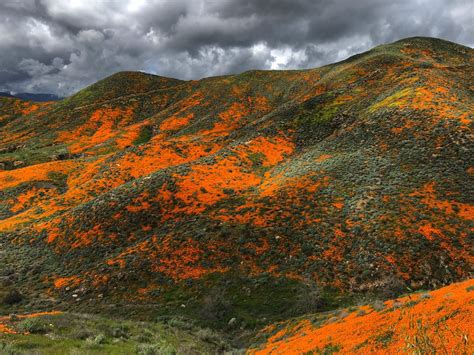 Maybe you would like to learn more about one of these? California SUPERBLOOM 2019 is there: Spectacular burst of ...