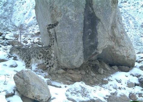 Photos Camera Traps Capture Snow Leopards In Afghanistan