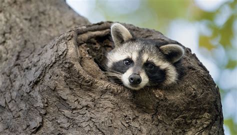 Five Fun Facts About Raccoons Forest Preserves Of Cook County