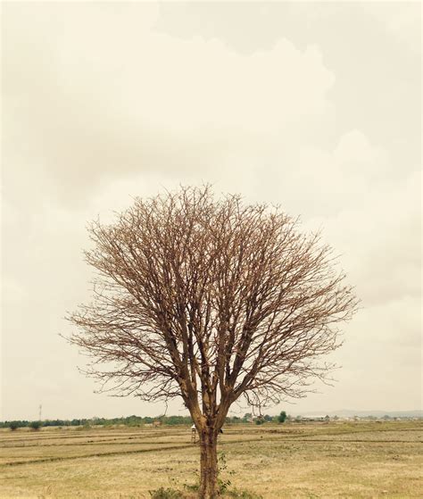 Free Images Landscape Tree Nature Horizon Branch Sky Field