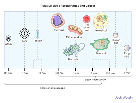 Bacteria Sizes