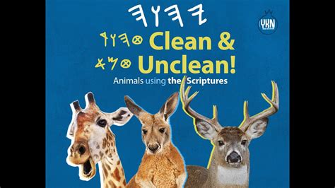 Clean And Unclean Animals Uyaqara Leviticus 11 Youtube