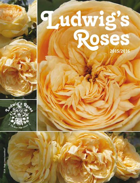ludwig s roses 2015 16 catalogue by anja taschner issuu