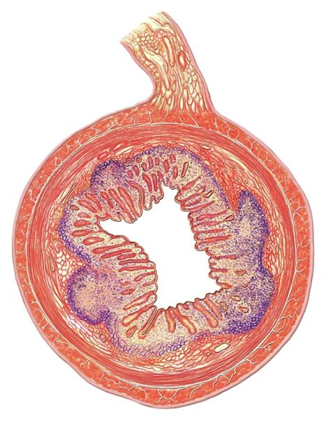 Smooth Muscle In Small Intestine Wall By Asklepios Medical Atlas