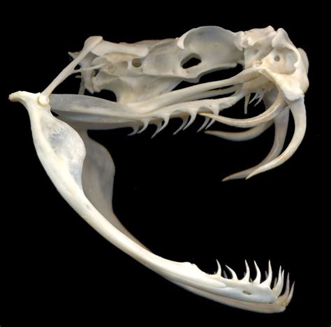 Animal Bones Animal Skulls Fossil Bones