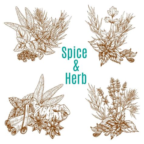 Premium Vector Vector Poster Of Spices Or Herbs Sketch Seasonings