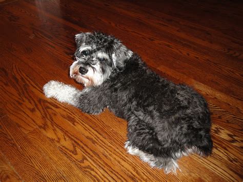 1 count (pack of 1). Oscar the Pooch: A Miniature Schnauzer Blog: A Haircut and ...