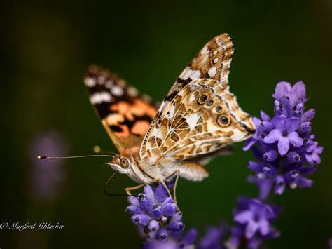 Distelfalter Foto And Bild Tiere Wildlife Schmetterlinge Bilder