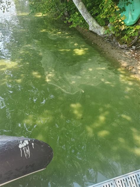 Cyanobacteria Closes Mashpee Wakeby Pond Raising Concerns Of ‘toxic
