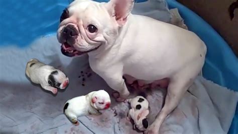 Can A French Bulldog Give Birth Naturally All About Frenchies
