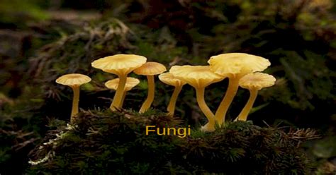 Fungi. Characteristics of Fungi Mycology- study of fungi Eukaryotic Heterotrophic decomposers ...