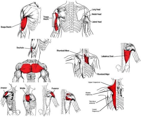 Use diagram with patients in exam rooms or students… this article looks at the anato. Strengthen your upper body with these exercises - Marathon Pain Relief | Marathon Pain Relief ...