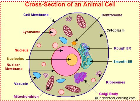 Pictures of a animal cell. Animal Cell Anatomy - Enchanted Learning