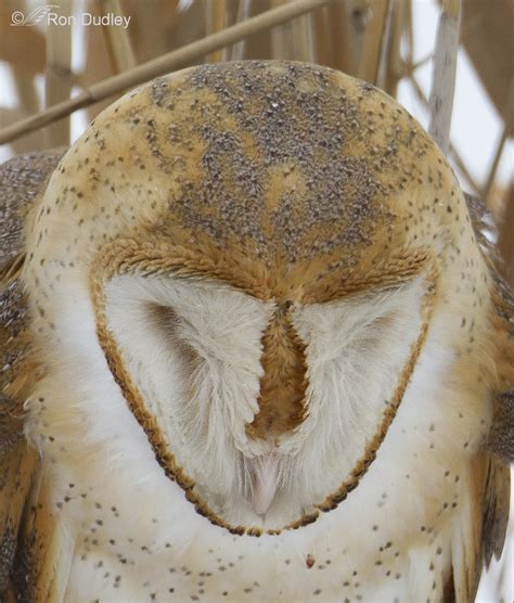 Barn Owl Facial Disc Manipulation And The Colors Beneath It Feathered Photography