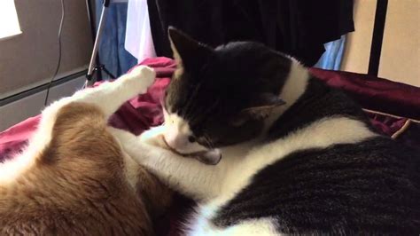 Cute Cats Cuddling Each Other Youtube