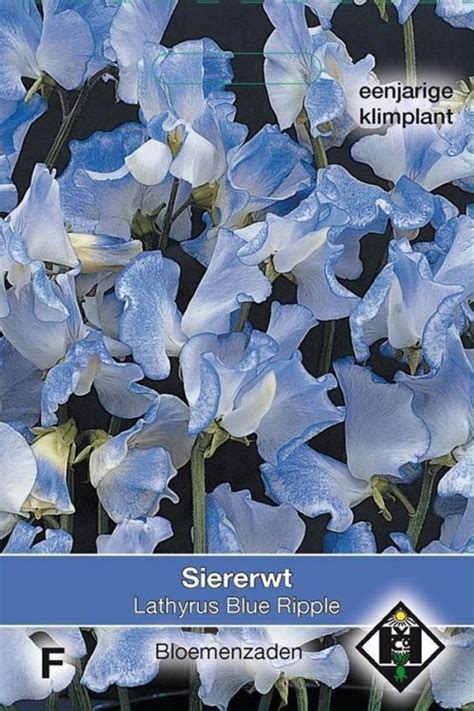 Blue Ripple Sweet Pea Lathyrus Seeds Peas Seeds Tuinzadeneu