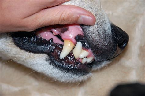 Whats This Dark Spot Above His Tooth Whatswrongwithyourdog